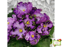 АВ-Пенная Вечеринка (Фиалковод) 2021 г.