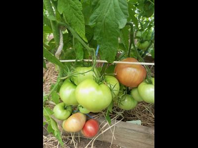 Томат Кардио