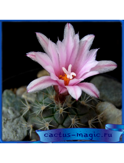 Turbinicarpus mombergeri MZ 661