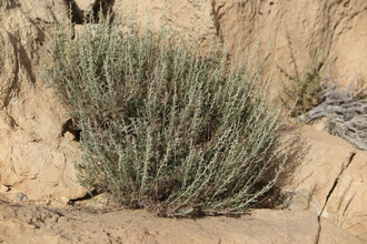 Полынь Зибера (Artemisia sieberi) Иран, 5 мл - 100% натуральное эфирное масло