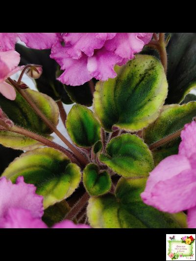 РС-Вещунья (С. Репкина) 2021 г. (клакамас с кроновой пестролистностью)