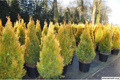 Туя Еллоу Риббон - Yellow Ribbon