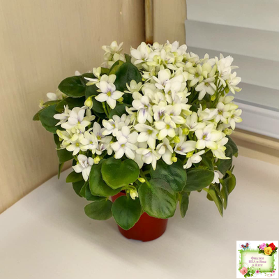 Broadway Star Trail (Селекционер неизвестен) трейлер