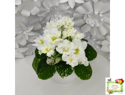 Adirondack Moon (S. Sorano) (детка)