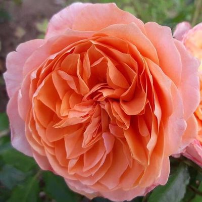 Маркс Джубили( Marc's Jubilee)