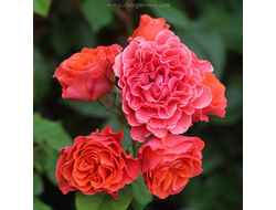 Леди оф Белград