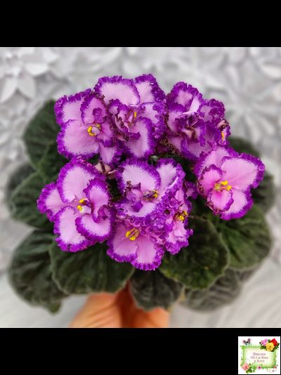 Lyon&#039;s Pirate&#039;s Treasure (S. Sorano) (8529) 11/09/1996