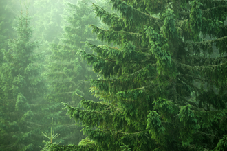 Ель (Picea abies), лапки (5 мл) - 100% натуральное эфирное масло