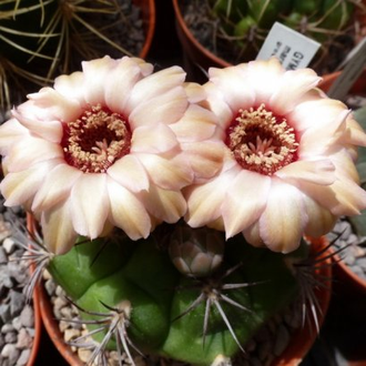 Gymnocalycium marquezii KK 521 (D=40-50 mm)