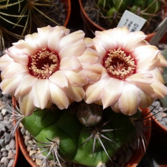 Gymnocalycium marquezii KK 521 (D=25-30mm)