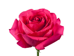 Роза Эквадор Розовая