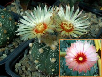 Astrophytum asterias rote blute Х 1042 - 5 семян