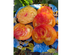 Томат Лаки Кросс (Lucky Cross), Канада