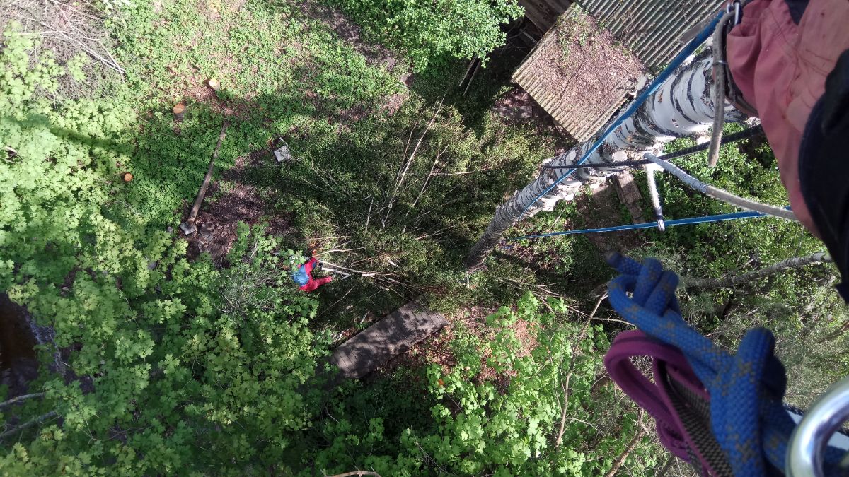 Спил березы в д. Чеголи Лужского района