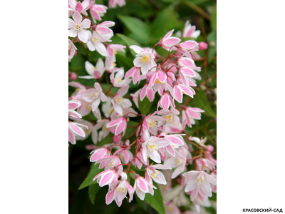 Дейция гибридная Юки Черри Блоссом