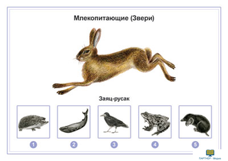 Животные, комбинированное наглядное пособие (СD-диск + 80 карточек)