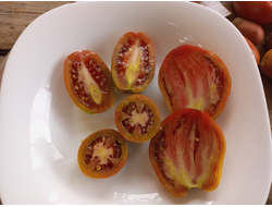 Гном Альмандин (Dwarf Almandine)