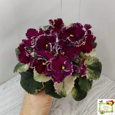 ЛЕ-Шелковые Кружева (Е. Лебецкая) 2017 г. (лист посажен 28.01.26)