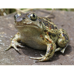 Обыкновенная чесночница (Pelobates fuscus)