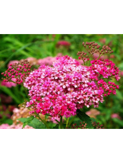 спирея японская"неон флеш"