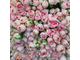 Букет из 75 кустовых роз премиум