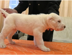 Сука 5. РАЙАНА. Продается