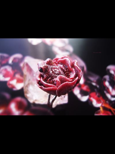 Парадное кольцо &quot;Дикий сербарин и лягушка&quot;