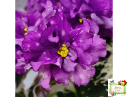 ВаТ-Шоколадное Настроение (Т. Валькова) 2019 г.