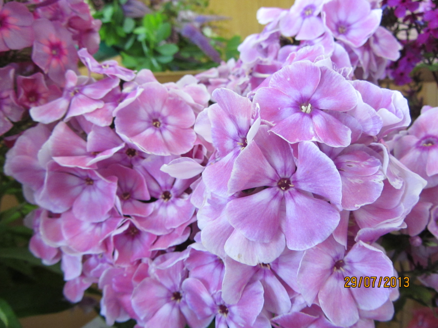 Флокс Флоксана