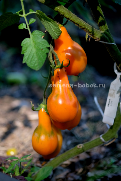 Томат Мила, 10 шт.