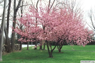 Вишня Канзан - Kanzan