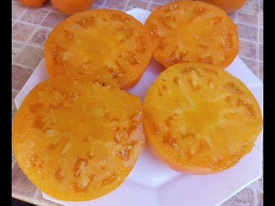 Томат Шелленберга Любимые (Schellenberg’s Favorite)