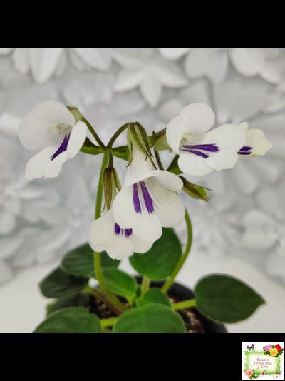 Deinostigma tamiana (Primulina tamiana (примулина тамиана))