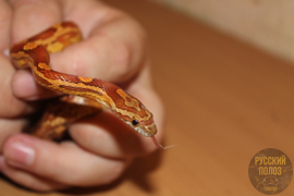 Полоз маисовый, Pantherophis guttatus