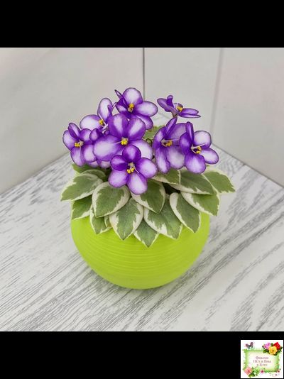 Rob's Lucky Penny (R.Robinson) (05/31/1997) листовая химера (пасынок сорт укоренённый)