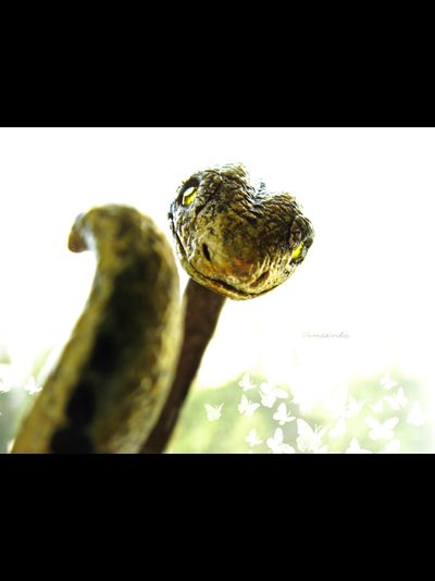 Красивый браслет в виде золотой змейки