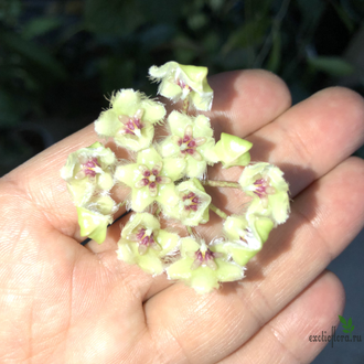 Hoya soidaoensis