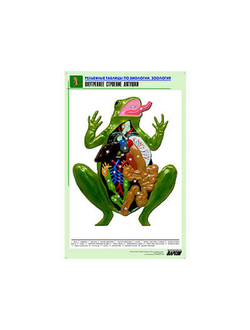 Рельефная таблица "Внутреннее строение лягушки" (формат А1, матовое ламинир.)