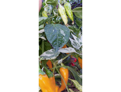 Перец острый Фиш оранжевый (Orange Fish Pepper)