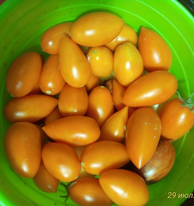 Томат Елисей