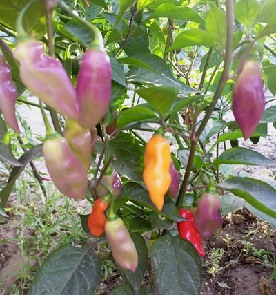 Перец острый  Naga Smooky Rainbow