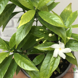 Табернемонтана карликовая вариегатная / T. Dwarf Variegata