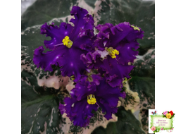 МТ-Моя Вселенная (М. Тотиева) 2023 г.