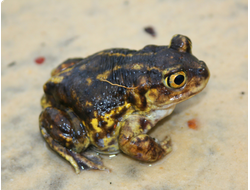 Лопатоног Холбрука (Scaphiopus holbrooki)