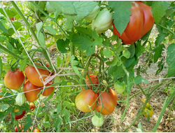 Томат Клубничный (Fragolone), Италия