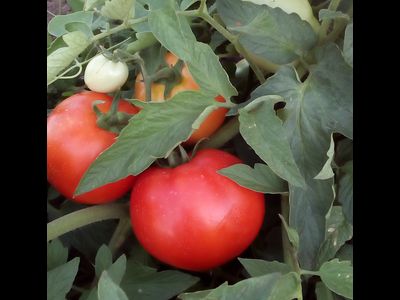 Томат Хэви F1
