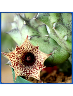 Huernia concinna, BAR 11634