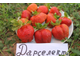 Клубника Дарселект   ЗКС