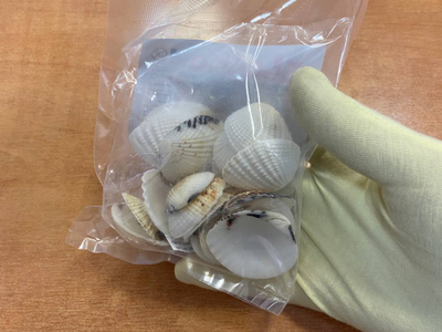 Ракушки морские Venus Clam 20 шт размер 1,9 -3,8 см