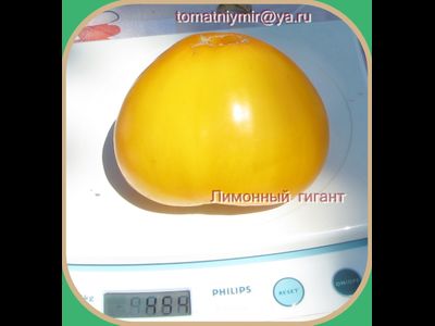 Томат Гигант лимонный